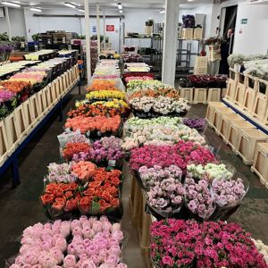 Fresh Cut flowers in our chilled display rooms